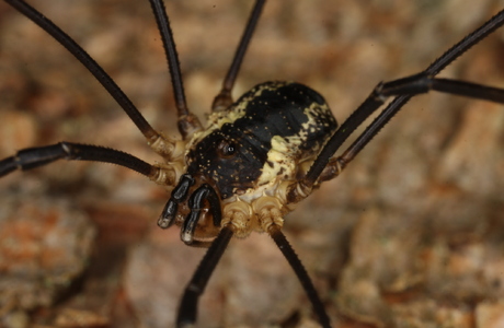 Gemeiner Gebirgsweberknecht (Mitopus morio) - © Christian Komposch